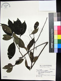 中文名:蘭嶼赤楠(S042978)學名:Syzygium simile (Merr.) Merr.(S042978)