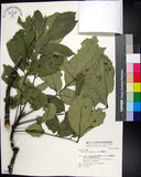 中文名:蘭嶼椌木(S048311)學名:Dysoxylum cumingianum C. DC.(S048311)