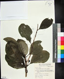 中文名:紅頭李欖(S049799)學名:Chionanthus ramiflorus Roxb.(S049799)中文別名:蘭嶼李欖拉丁同物異名:Linociera ramiflora (Roxb.) Wall.