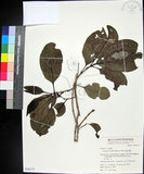 中文名:紅頭李欖(S050175)學名:Chionanthus ramiflorus Roxb.(S050175)中文別名:蘭嶼李欖拉丁同物異名:Linociera ramiflora (Roxb.) Wall.