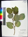 中文名:菲律賓朴樹(S051058)學名:Celtis philippensis Blanco(S051058)