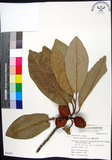 中文名:蘭嶼肉豆蔻(S051071)學名:Myristica ceylanica A. DC. var. cagayanensis (Merr.) J. Sinclair(S051071)拉丁同物異名:Myristica cagayanensis Merr.