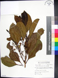 中文名:紅頭李欖(S054165)學名:Chionanthus ramiflorus Roxb.(S054165)中文別名:蘭嶼李欖拉丁同物異名:Linociera ramiflora (Roxb.) Wall.