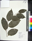 中文名:蘭嶼野櫻花(S063535)學名:Prunus grisea (C. Muell.) Kalkman(S063535)中文別名:柿葉野櫻