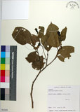 中文名:菲律賓朴樹(S063688)學名:Celtis philippensis Blanco(S063688)