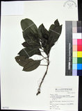 中文名:紅頭李欖(S067723)學名:Chionanthus ramiflorus Roxb.(S067723)中文別名:蘭嶼李欖拉丁同物異名:Linociera ramiflora (Roxb.) Wall.
