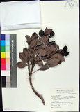 中文名:疏脈赤楠(S067819)學名:Syzygium paucivenium (Robins.) Merr.(S067819)
