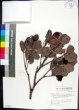 中文名:疏脈赤楠(S067820)學名:Syzygium paucivenium (Robins.) Merr.(S067820)