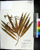 中文名:番仔林投(S067911)學名:Dracaena angustifolia Roxb.(S067911)