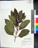 中文名:紅頭李欖(S067959)學名:Chionanthus ramiflorus Roxb.(S067959)中文別名:蘭嶼李欖拉丁同物異名:Linociera ramiflora (Roxb.) Wall.