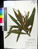 中文名:番仔林投(S068663)學名:Dracaena angustifolia Roxb.(S068663)