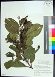 中文名:紅頭李欖(S068710)學名:Chionanthus ramiflorus Roxb.(S068710)中文別名:蘭嶼李欖拉丁同物異名:Linociera ramiflora (Roxb.) Wall.