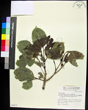 中文名:菲律賓朴樹(S068875)學名:Celtis philippensis Blanco(S068875)