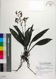 中文名:白鶴蘭(S075600)學名:Calanthe triplicata (Willem.) Ames(S075600)