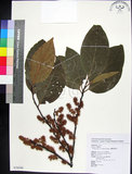 中文名:蘭嶼野櫻花(S076544)學名:Prunus grisea (C. Muell.) Kalkman(S076544)中文別名:柿葉野櫻