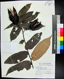 中文名:翅子樹(S079648)學名:Pterospermum niveum Vidal(S079648)中文別名:裡白