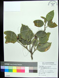 中文名:菲律賓朴樹(S079660)學名:Celtis philippensis Blanco(S079660)