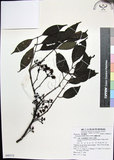 中文名:蘭嶼赤楠(S080312)學名:Syzygium simile (Merr.) Merr.(S080312)