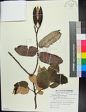 中文名:翅子樹(S085321)學名:Pterospermum niveum Vidal(S085321)中文別名:裡白