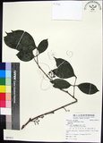中文名:蘭嶼赤楠(S085411)學名:Syzygium simile (Merr.) Merr.(S085411)