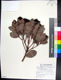 中文名:疏脈赤楠(S085653)學名:Syzygium paucivenium (Robins.) Merr.(S085653)