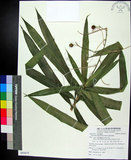 中文名:番仔林投(S085675)學名:Dracaena angustifolia Roxb.(S085675)