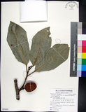 中文名:蘭嶼肉豆蔻(S085682)學名:Myristica ceylanica A. DC. var. cagayanensis (Merr.) J. Sinclair(S085682)拉丁同物異名:Myristica cagayanensis Merr.