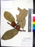 中文名:蘭嶼肉豆蔻(S085708)學名:Myristica ceylanica A. DC. var. cagayanensis (Merr.) J. Sinclair(S085708)拉丁同物異名:Myristica cagayanensis Merr.