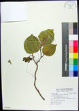 中文名:菲律賓朴樹(S091968)學名:Celtis philippensis Blanco(S091968)