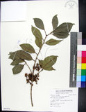 中文名:蘭嶼赤楠(S091974)學名:Syzygium simile (Merr.) Merr.(S091974)