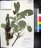 中文名:蘭嶼椌木(S095745)學名:Dysoxylum cumingianum C. DC.(S095745)