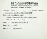 中文名:紅頭李欖(S096735)學名:Chionanthus ramiflorus Roxb.(S096735)中文別名:蘭嶼李欖拉丁同物異名:Linociera ramiflora (Roxb.) Wall.