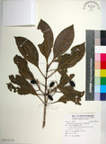 中文名:紅頭李欖(S096735)學名:Chionanthus ramiflorus Roxb.(S096735)中文別名:蘭嶼李欖拉丁同物異名:Linociera ramiflora (Roxb.) Wall.