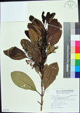 中文名:紅頭李欖(S096755)學名:Chionanthus ramiflorus Roxb.(S096755)中文別名:蘭嶼李欖拉丁同物異名:Linociera ramiflora (Roxb.) Wall.