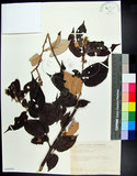 中文名:翅子樹(S098946)學名:Pterospermum niveum Vidal(S098946)中文別名:裡白