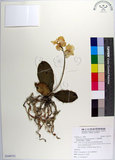 中文名:白蝴蝶蘭(S104751)學名:Phalaenopsis aphrodite Reichb. f.(S104751)中文別名:臺灣蝴蝶蘭