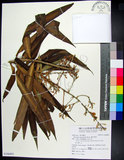 中文名:番仔林投(S106893)學名:Dracaena angustifolia Roxb.(S106893)