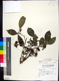 中文名:蘭嶼赤楠(S106912)學名:Syzygium simile (Merr.) Merr.(S106912)