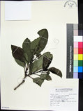 中文名:紅頭李欖(S106930)學名:Chionanthus ramiflorus Roxb.(S106930)中文別名:蘭嶼李欖拉丁同物異名:Linociera ramiflora (Roxb.) Wall.
