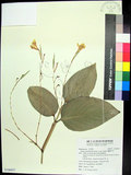 中文名:蘭嶼竹芋(S106957)學名:Donax canniformis (Forst. f.) K. Schum.(S106957)拉丁同物異名:Donax canniformis (Forst. f.) Rolfe