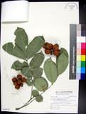 中文名:蘭嶼椌木(S108718)學名:Dysoxylum cumingianum C. DC.(S108718)