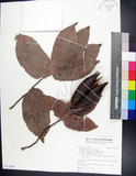 中文名:翅子樹(S112694)學名:Pterospermum niveum Vidal(S112694)中文別名:裡白