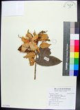 中文名:翅子樹(S113834)學名:Pterospermum niveum Vidal(S113834)中文別名:裡白