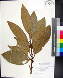 中文名:蘭嶼肉豆蔻(S115266)學名:Myristica ceylanica A. DC. var. cagayanensis (Merr.) J. Sinclair(S115266)拉丁同物異名:Myristica cagayanensis Merr.