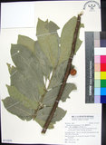 中文名:蘭嶼椌木(S115270)學名:Dysoxylum cumingianum C. DC.(S115270)