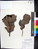 中文名:疏脈赤楠(S115664)學名:Syzygium paucivenium (Robins.) Merr.(S115664)