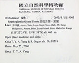 中文名:紫苞舌蘭(S119003)