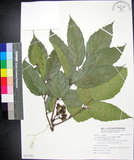 中文名:菲律賓火筒樹(S121581)學名:Leea philippinensis Merr.(S121581)