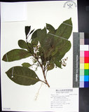 中文名:紅頭李欖(S121644)學名:Chionanthus ramiflorus Roxb.(S121644)中文別名:蘭嶼李欖拉丁同物異名:Linociera ramiflora (Roxb.) Wall.