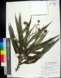 中文名:番仔林投(S122922)學名:Dracaena angustifolia Roxb.(S122922)
